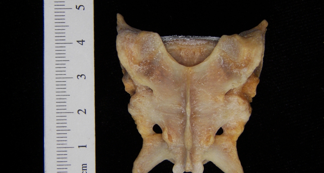 Posterior View Coyote Sacrum