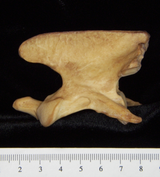 Dog (Canis lupus familiaris) C2 (2nd cervical vertebra), lateral view