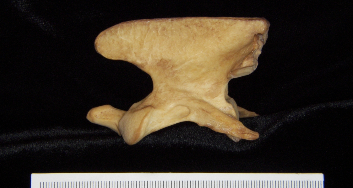 Dog (Canis lupus familiaris) C2 (2nd cervical vertebra), lateral view