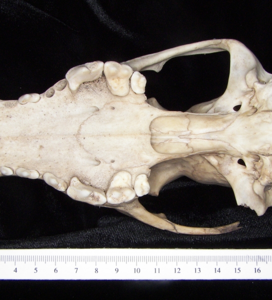 Dog (Canis lupus familiaris) cranium, inferior view