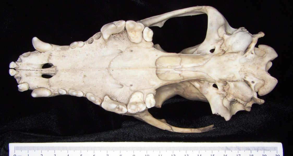 Dog (Canis lupus familiaris) cranium, inferior view