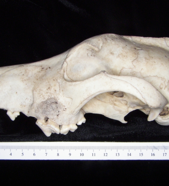 Lateral View Domestic Dog Cranium