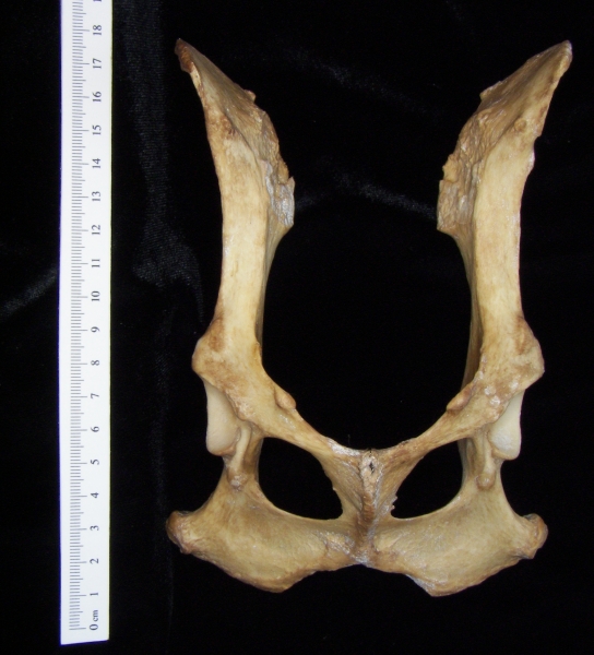 Dog (Canis lupus familiaris) pelvis