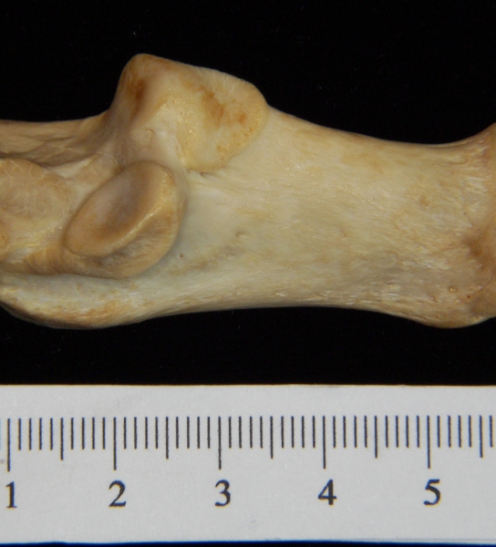 Lateral View Left Dog Calcaneus