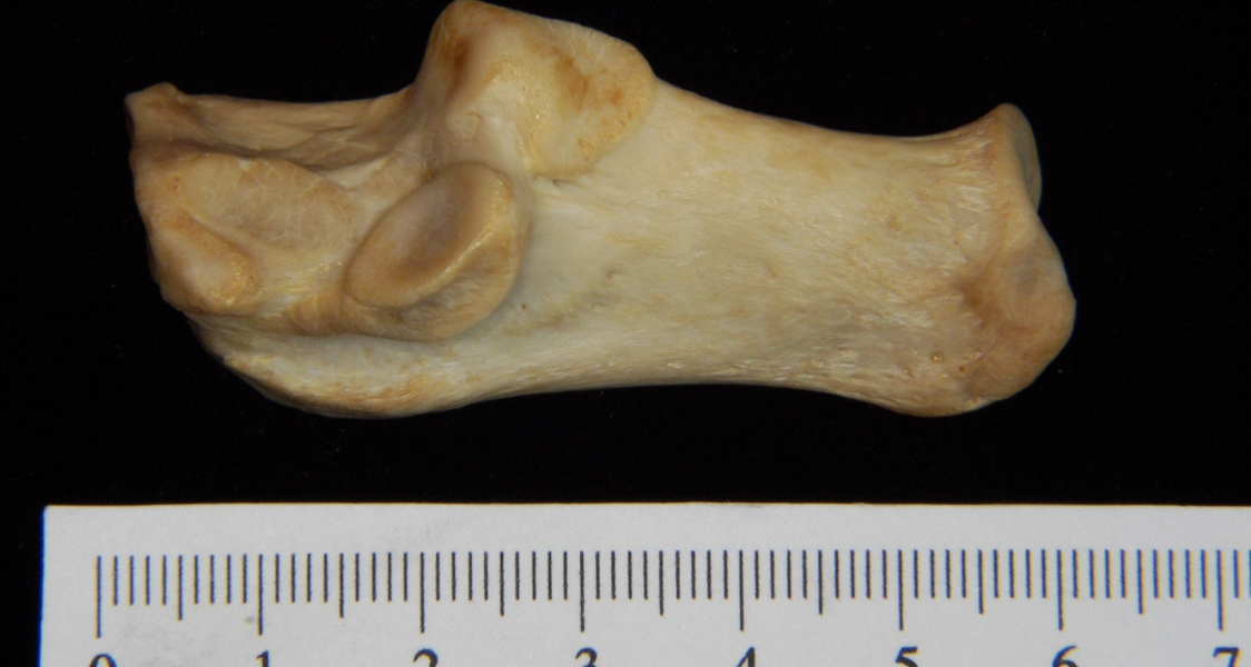 Lateral View Left Dog Calcaneus