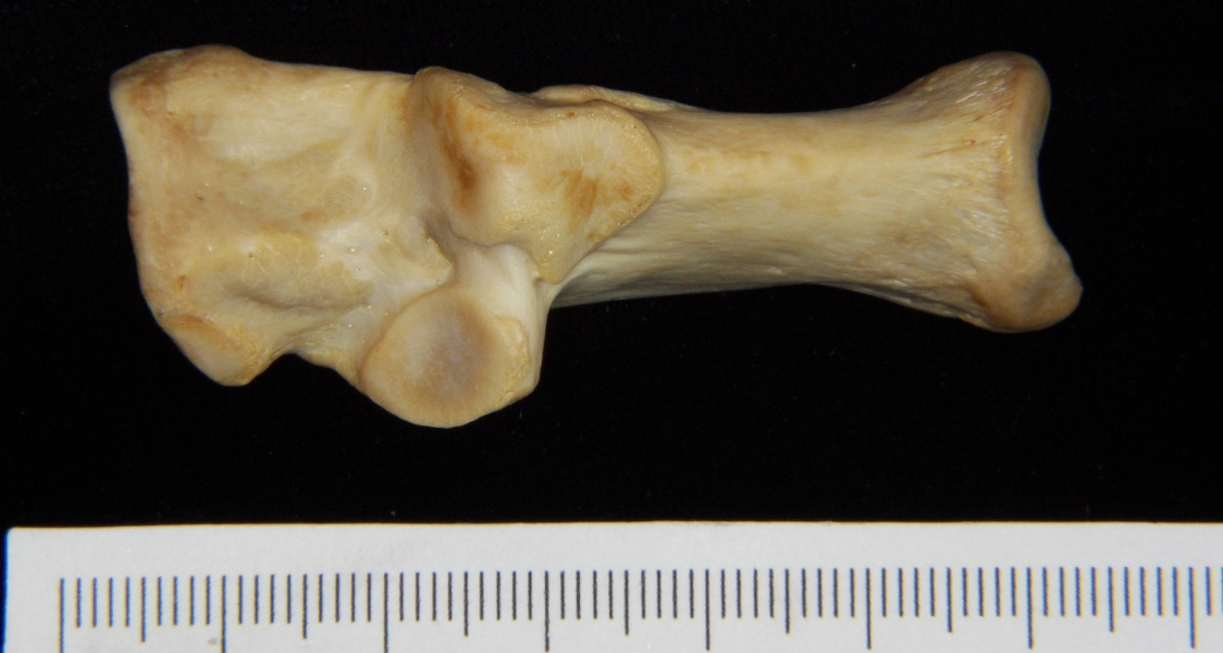 Superior View Left Dog Calcaneus