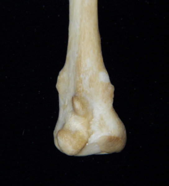 Dog (Canis lupus familiaris) left fibula, distal aspect