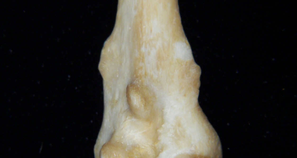 Dog (Canis lupus familiaris) left fibula, distal aspect