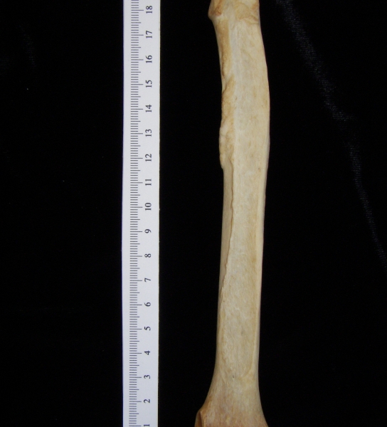 Dog (Canis lupus familiaris) left radius, anterior view