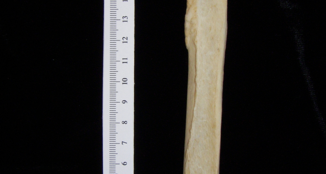 Dog (Canis lupus familiaris) left radius, anterior view