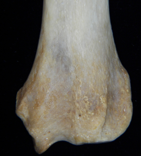 Dog (Canis lupus familiaris) left radius, distal aspect