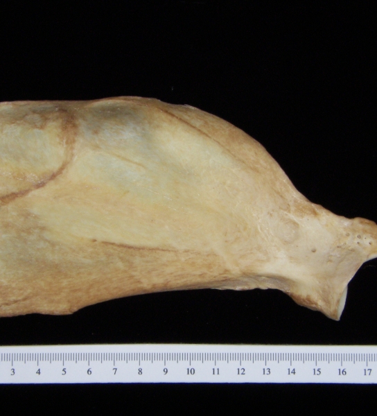 Dog (Canis lupus familiaris) left scapula, anterior view