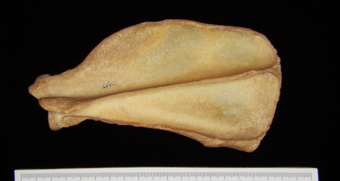 Dog (Canis lupus familiaris) left scapula, posterior view