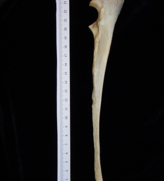 Dog (Canis lupus familiaris) left ulna, lateral view