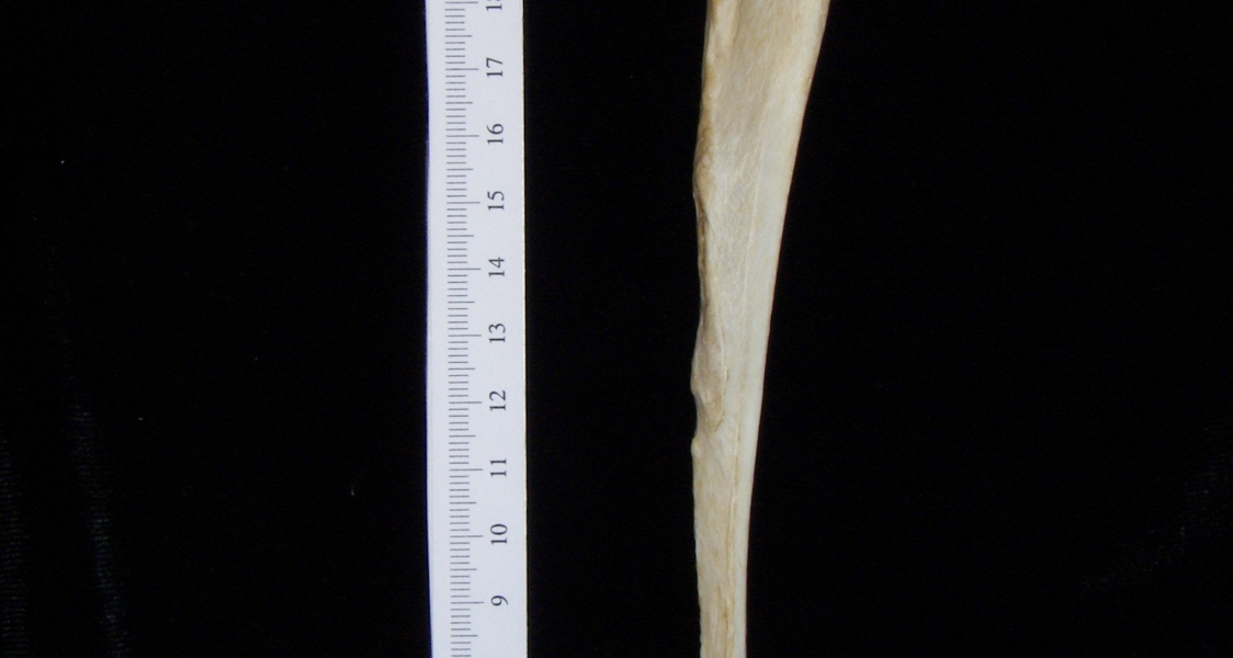 Dog (Canis lupus familiaris) left ulna, lateral view