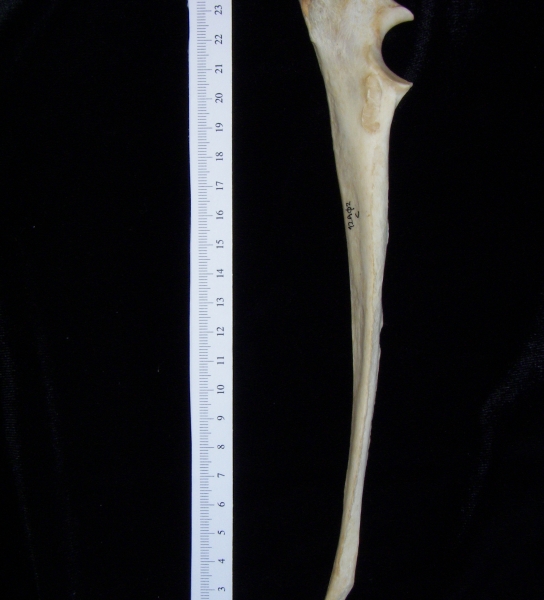 Dog (Canis lupus familiaris) left ulna, medial view