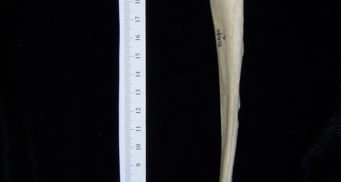 Dog (Canis lupus familiaris) left ulna, medial view