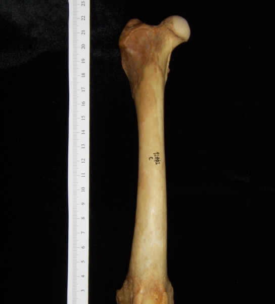 Dog (Canis lupus familiaris) right femur, anterior view