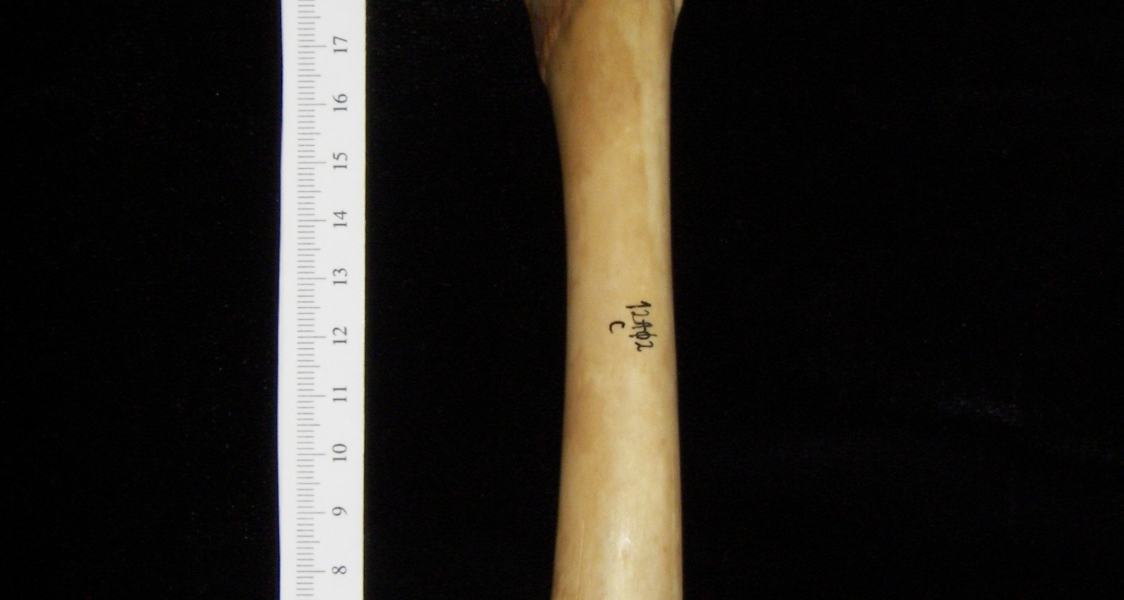 Dog (Canis lupus familiaris) right femur, anterior view