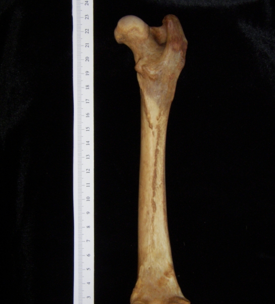 Dog (Canis lupus familiaris) right femur, posterior view