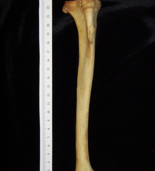 Dog (Canis lupus familiaris) right tibia, anterior view