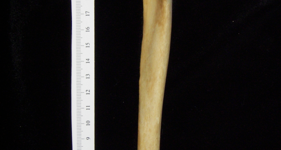 Dog (Canis lupus familiaris) right tibia, anterior view