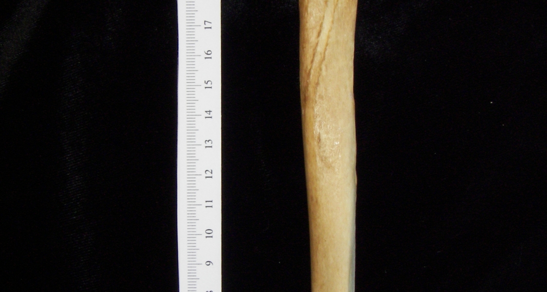 Dog (Canis lupus familiaris) right tibia, posterior view