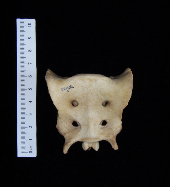 Anterior View Domestic Dog Sacrum