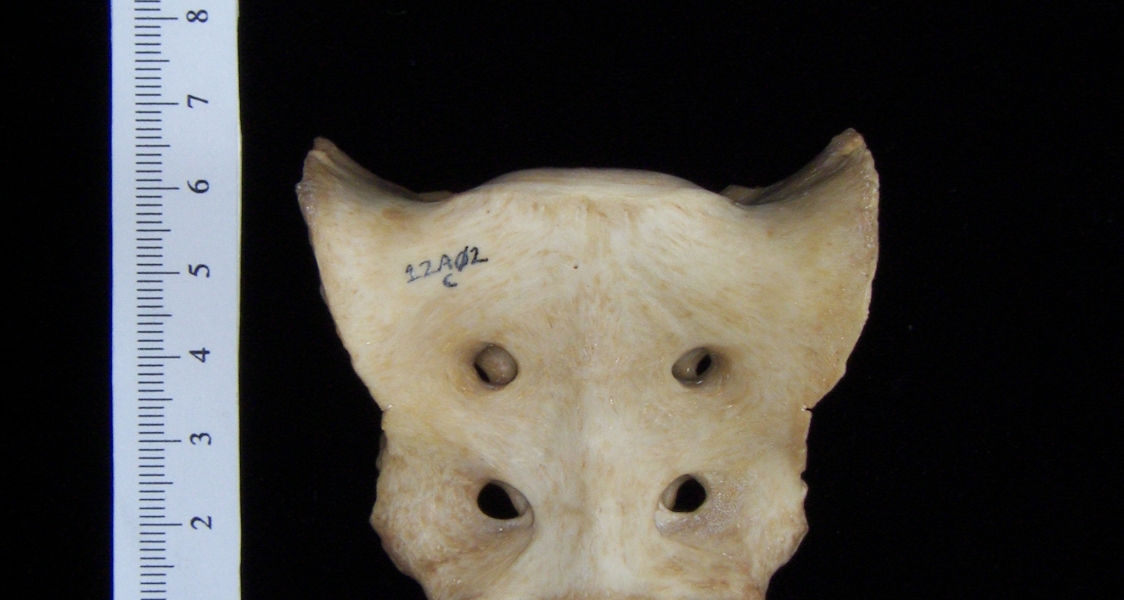 Anterior View Domestic Dog Sacrum