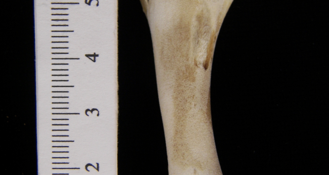 Domestic chicken (Gallus gallus) humerus