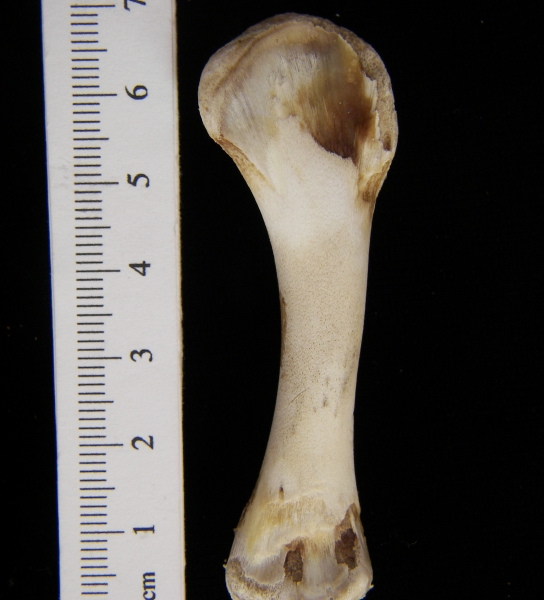 Domestic chicken (Gallus gallus) humerus, view 2