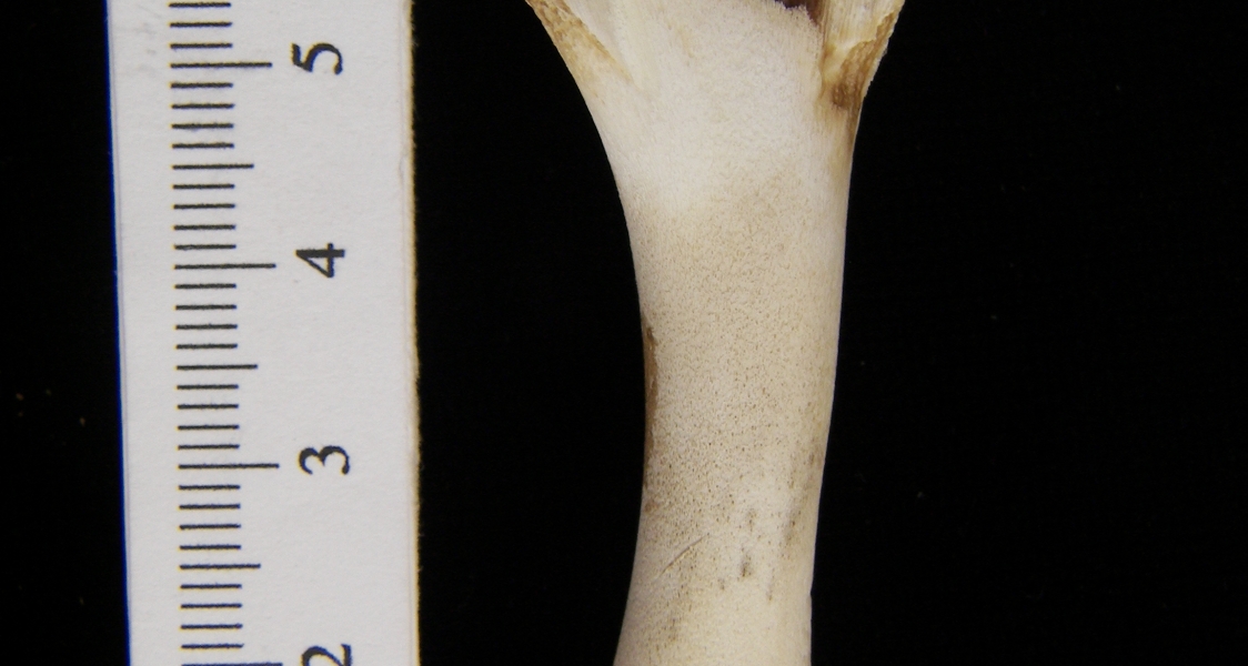 Domestic chicken (Gallus gallus) humerus, view 2