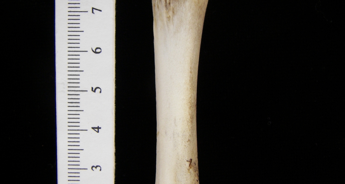 Domestic chicken (Gallus gallus) tibiotarsus, view 2