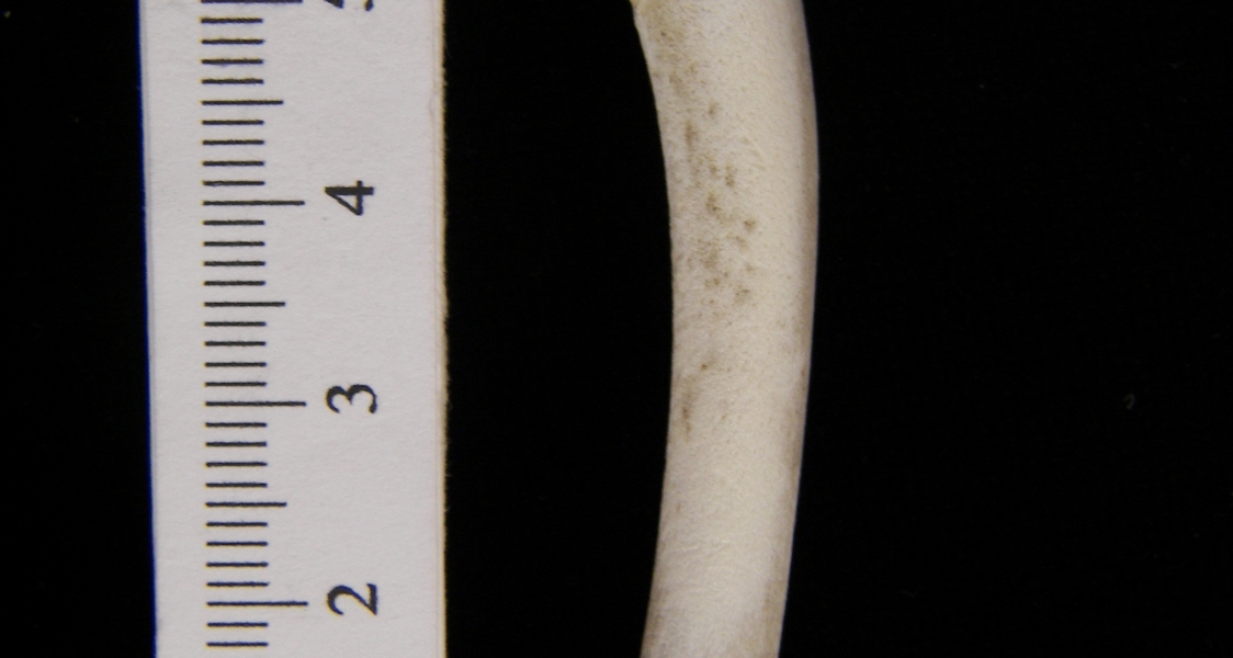 Domestic chicken (Gallus gallus) ulna
