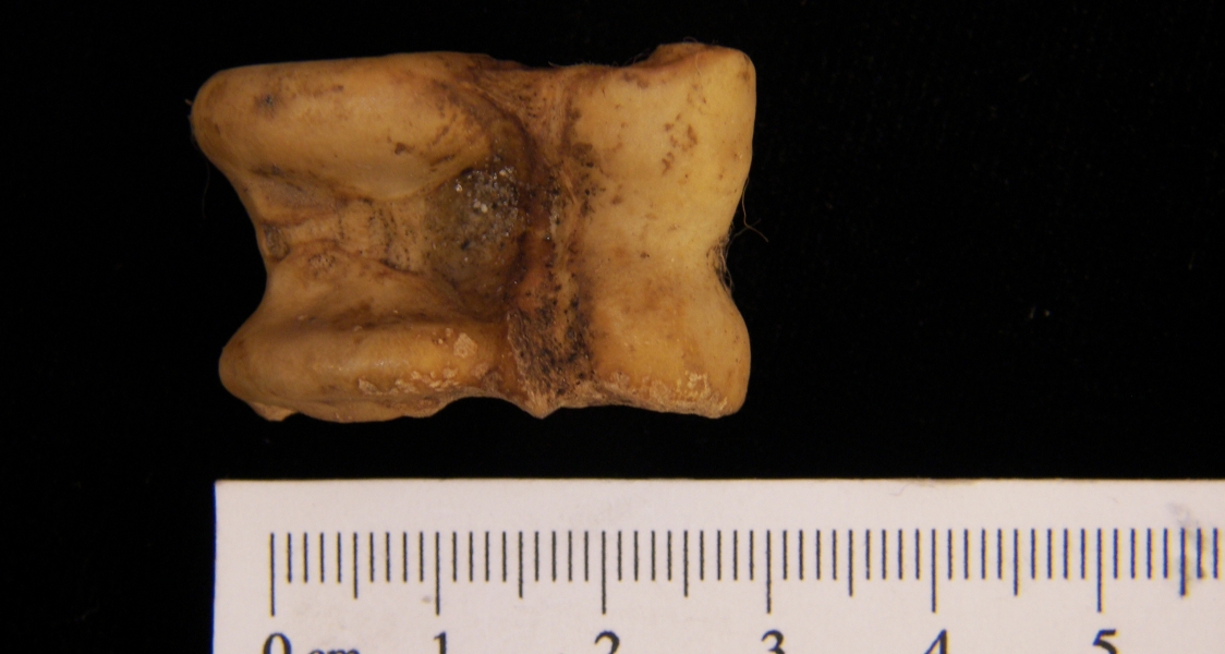 Domestic goat (Capra hircus) astragalus, inferior view