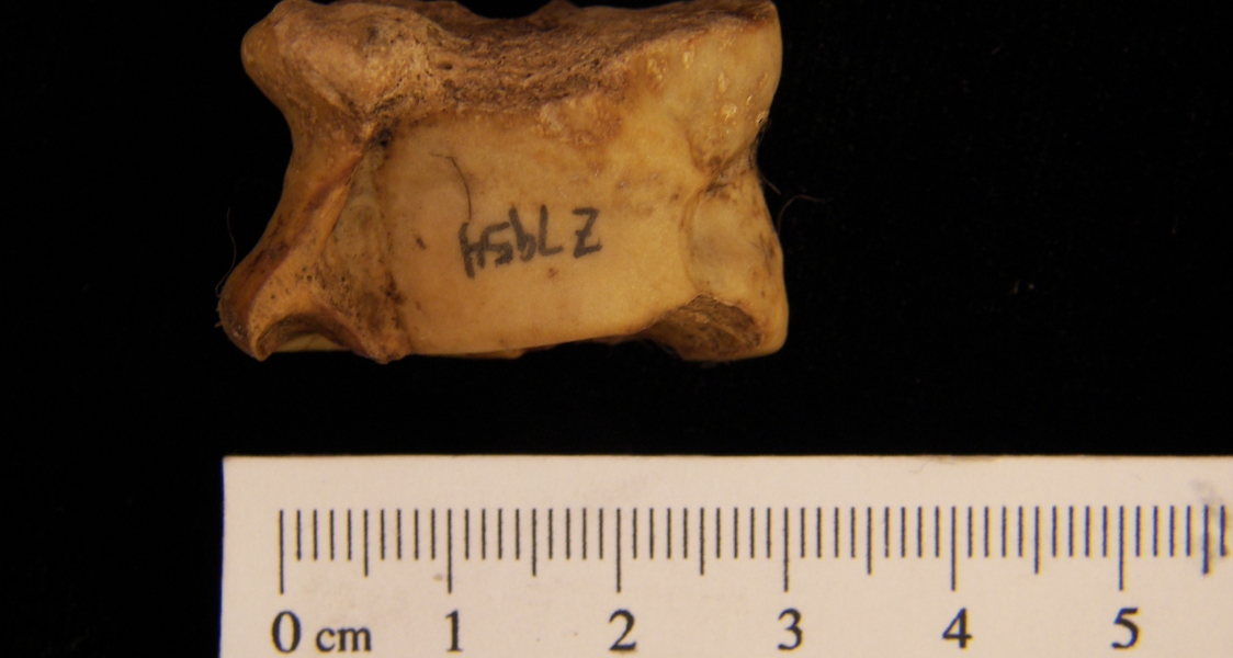 Domestic goat (Capra hircus) astragalus, superior view