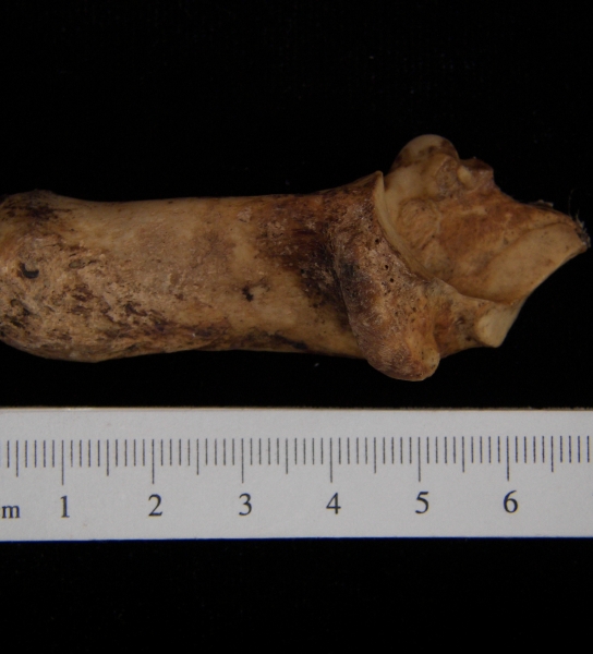 Medial View Left Domestic Goat Calcaneus