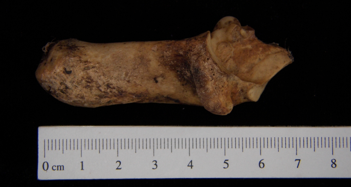 Medial View Left Domestic Goat Calcaneus