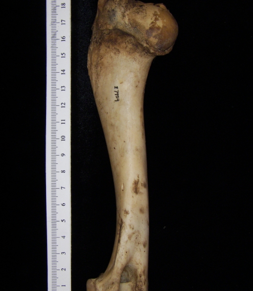 Domestic goat (Capra hircus) left humerus, view 3