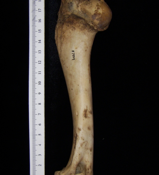 Domestic goat (Capra hircus) left humerus, view 3