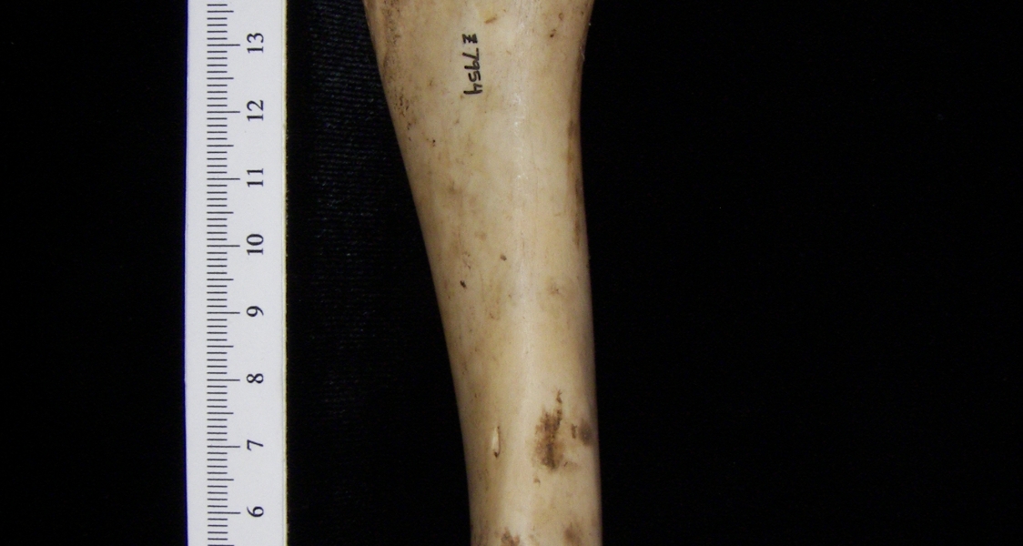 Domestic goat (Capra hircus) left humerus, view 3