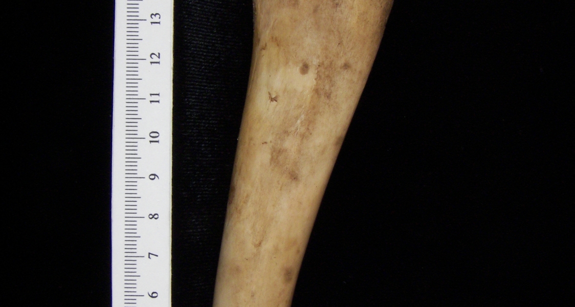 Domestic goat (Capra hircus) left humerus, view 2