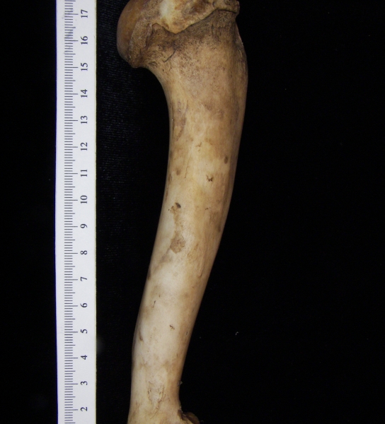 Domestic goat (Capra hircus) left humerus