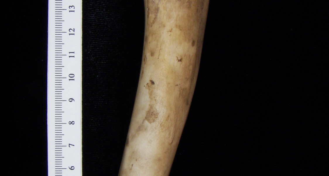 Domestic goat (Capra hircus) left humerus