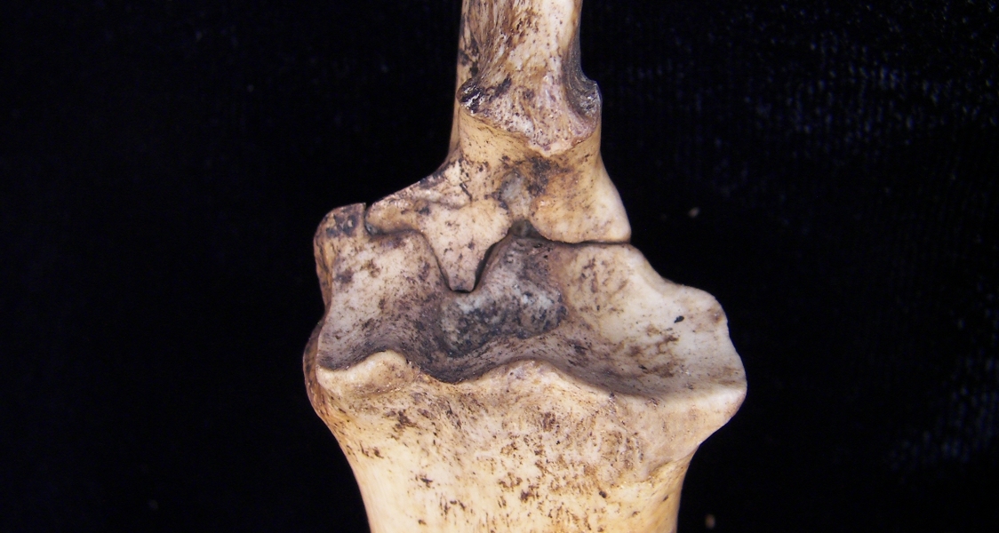 Domestic goat (Capra hircus) left radius and ulna, proximal view