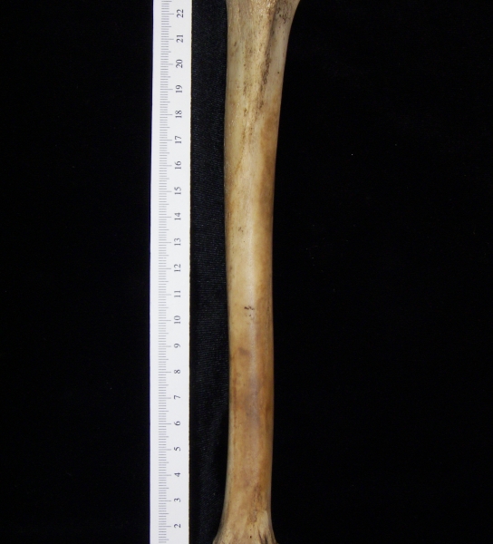 Domestic goat (Capra hircus) left tibia, anterior view