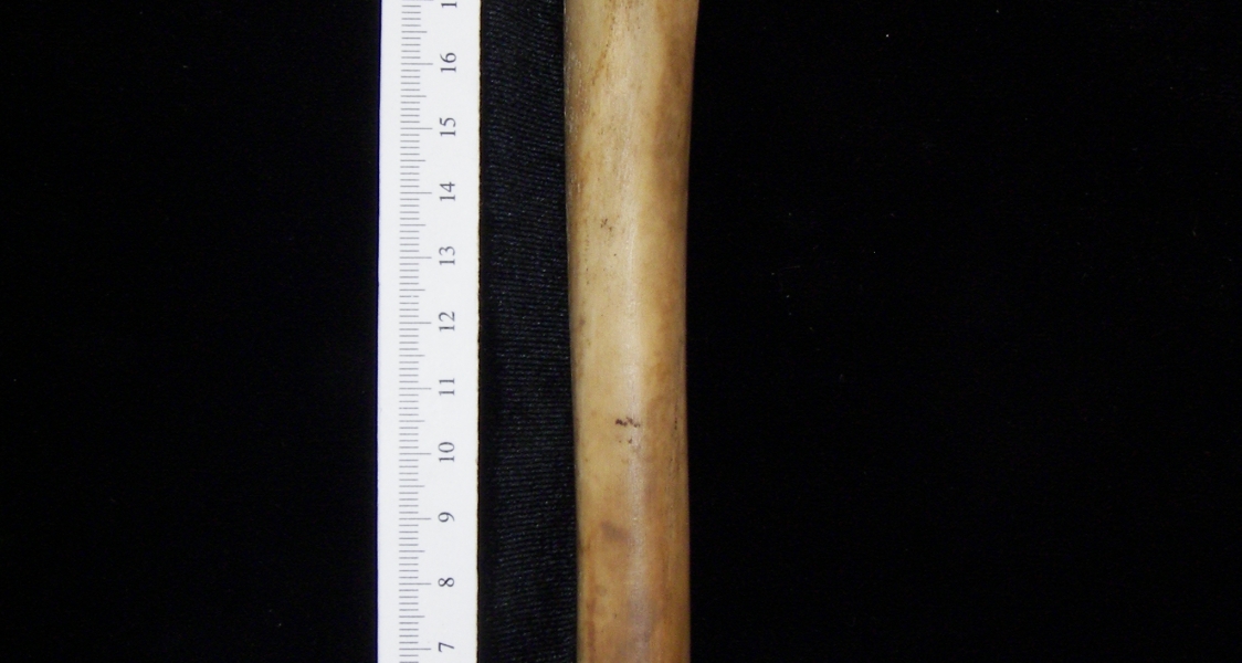 Domestic goat (Capra hircus) left tibia, anterior view