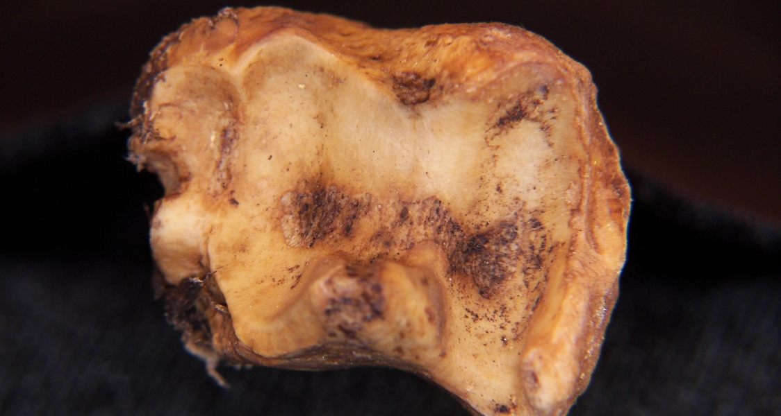 Domestic goat (Capra hircus) left tibia, distal articular surface