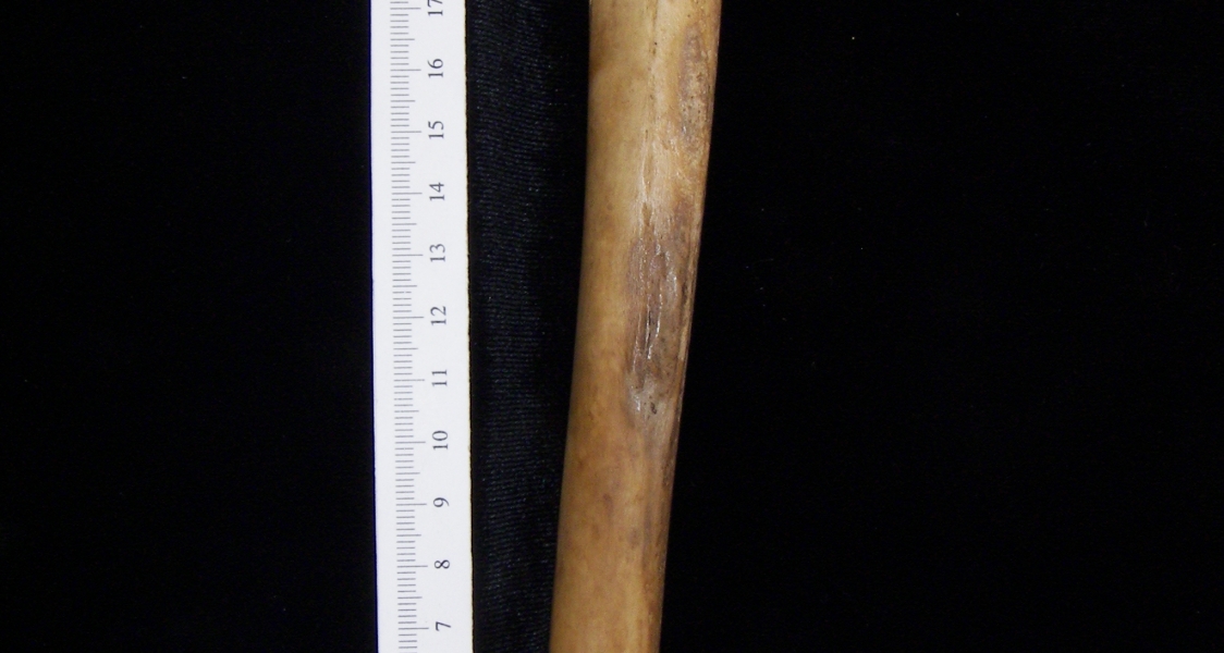 Domestic goat (Capra hircus) left tibia, posterior view