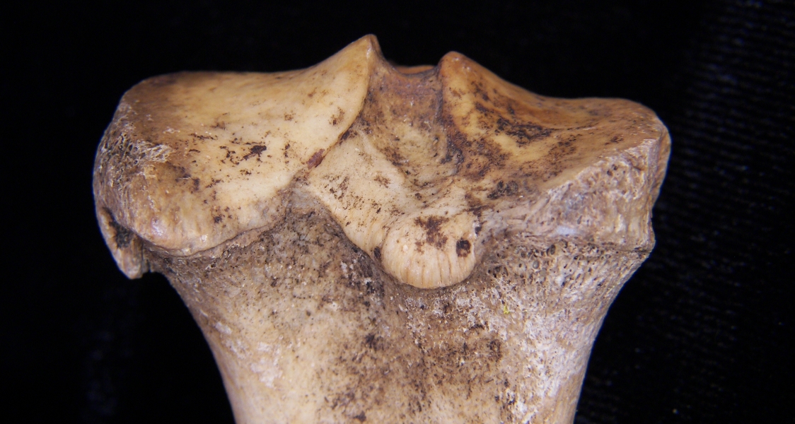 Domestic goat (Capra hircus) left tibia, proximal/posterior aspect